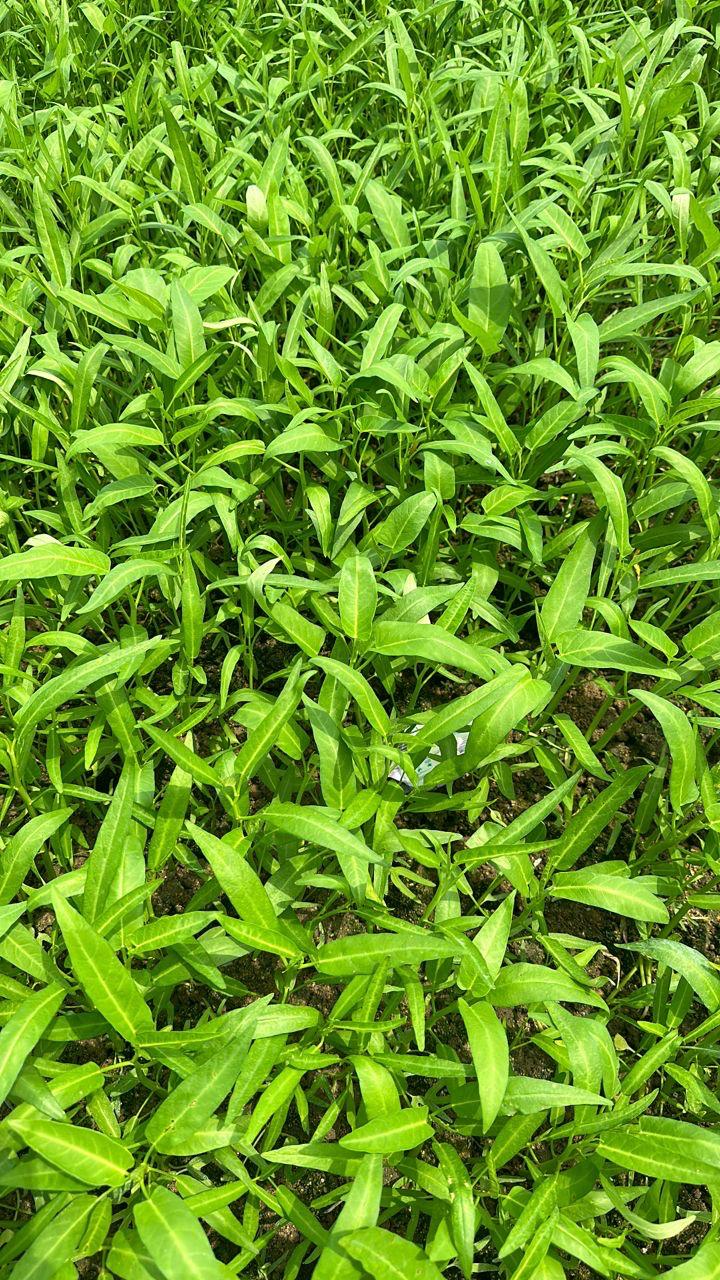 Kangkung L2 Medium Leaf