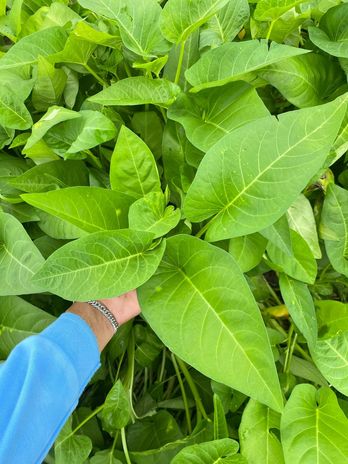 Kangkung L3 Jumbo Leaf